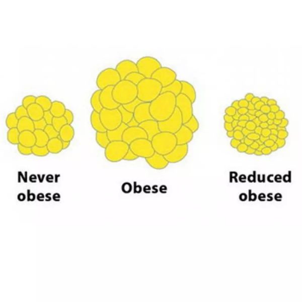 7 Days Leg Muscle Thin Fat Burning Oil Weight Loss Reshape - Image 4